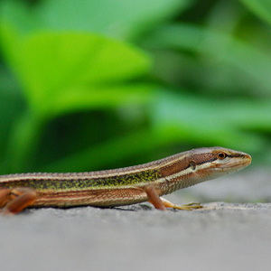 台湾草蜥图片