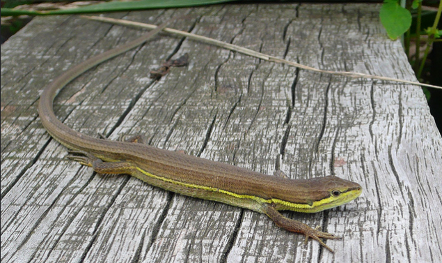 白条草蜥