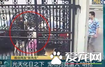 市民遛狗宠物狗被抢 团伙作案分工明确