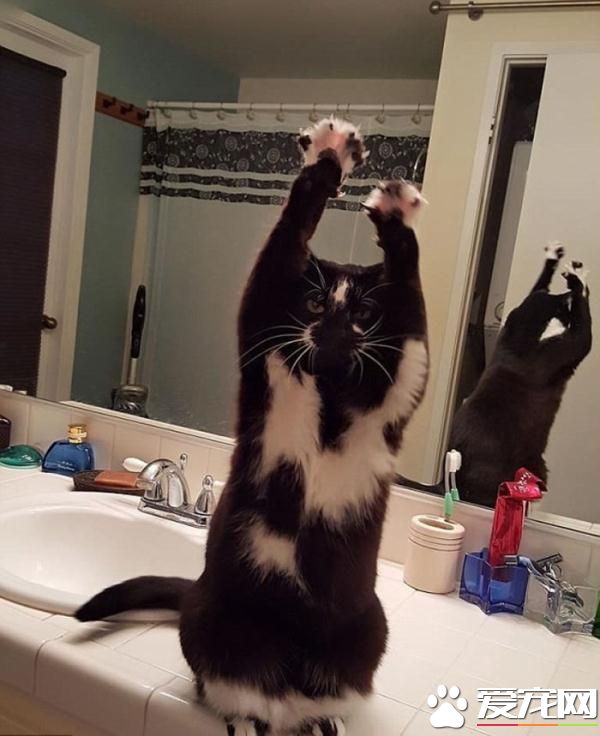 美国怪猫爱喜欢模仿人类 常常双脚站立
