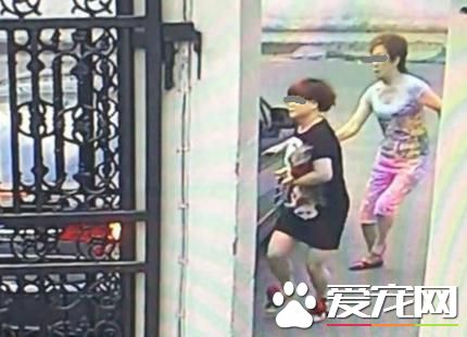 市民遛狗宠物狗被抢 团伙作案分工明确