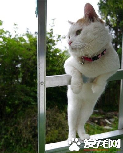 看我身姿绰约，我可是美腿女王哦~