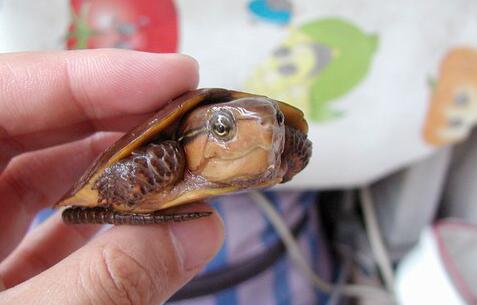 QQ截图20160811174249