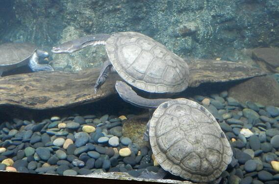 QQ截图20160812163233