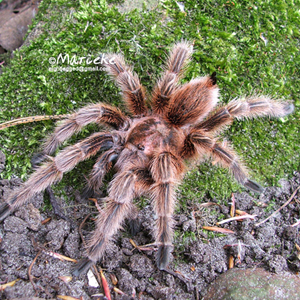 红玫瑰蜘蛛图片