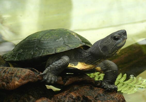 黑颈乌龟