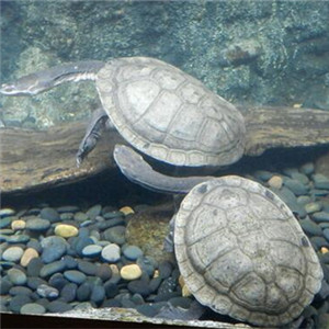 巨蛇颈龟图片
