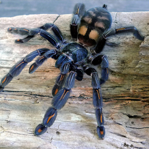 委内瑞拉太阳虎图片