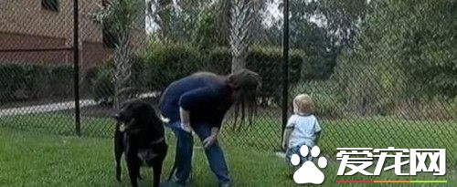 保姆虐待7个月大婴儿 宠物狗极力保护
