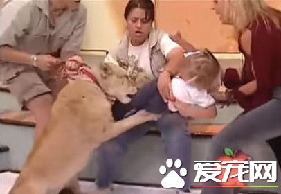 狮子上节目竟扑咬女童 众人吓到目瞪口呆