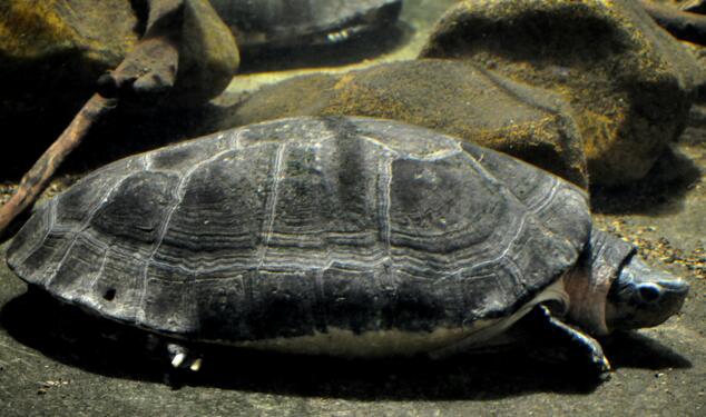 马来西亚巨龟