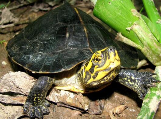 黄头庙龟