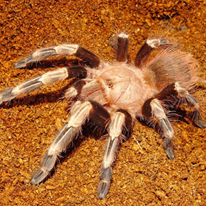 巴西巨人金毛图片