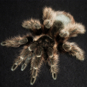 巴西红毛蜘蛛图片