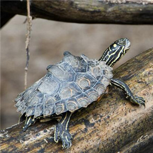 环纹地图龟图片