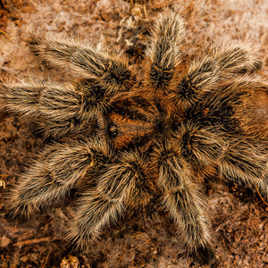 智利火玫瑰图片