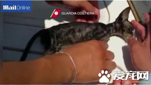 小猫落海濒临死亡 海警英勇救回小生命