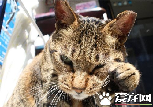 台大陈皓扬再犯掳杀猫咪 2次虐猫都因压力大