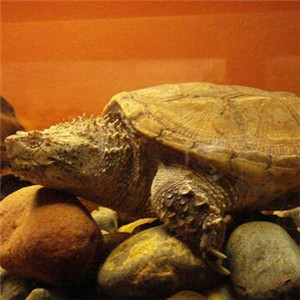 中美拟鳄龟图片