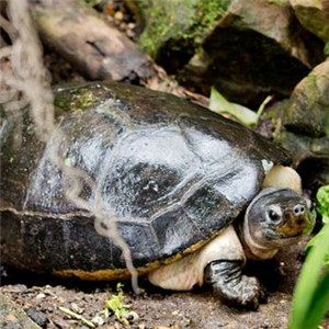 马来西亚巨龟图片