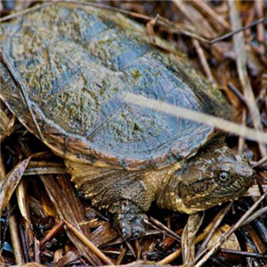 北美拟鳄龟图片