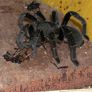 铁锈红巴布图片