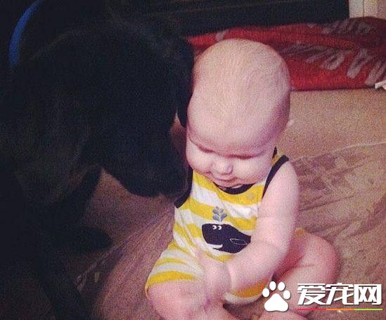 保姆虐待7个月大婴儿 宠物狗极力保护