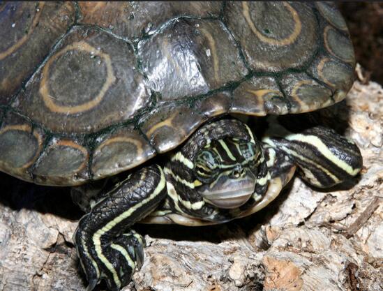 环纹地图龟