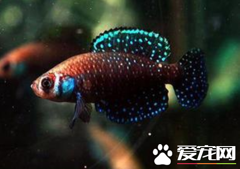 怎么选留卵生鳉鱼等的种鱼 详解选鳉鱼种鱼的方法