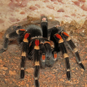 墨西哥火膝头图片