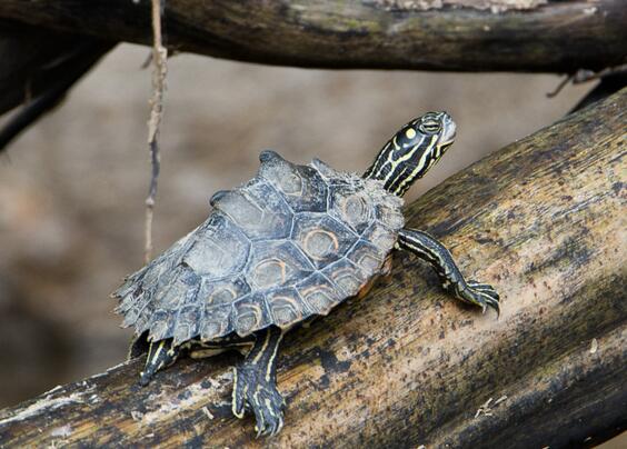 环纹地图龟