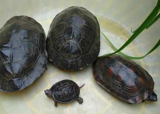 黑颈乌龟