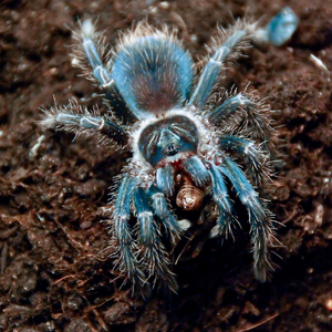 海地咖啡食鸟图片