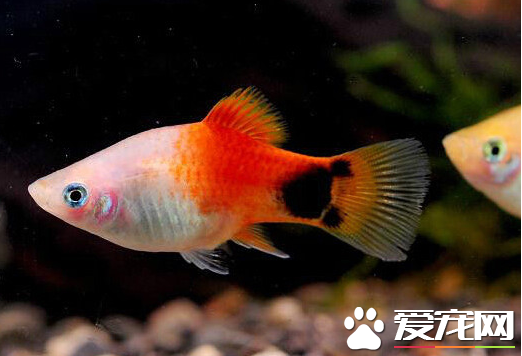怎么选留月光鱼玛丽鱼的种鱼 选用品系特征明显的鱼