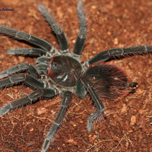 玻利维亚钢铁蓝图片