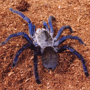 泰国金属蓝图片