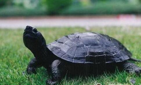 黑颈乌龟