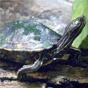 黄斑地图龟图片