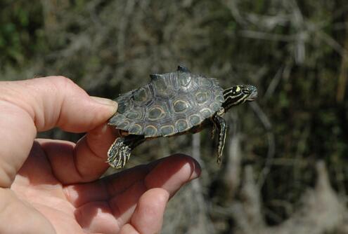 环纹地图龟
