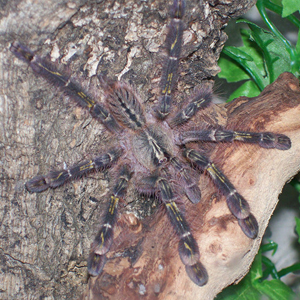 石板红华丽雨林图片