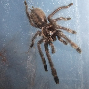 千里达老虎尾图片