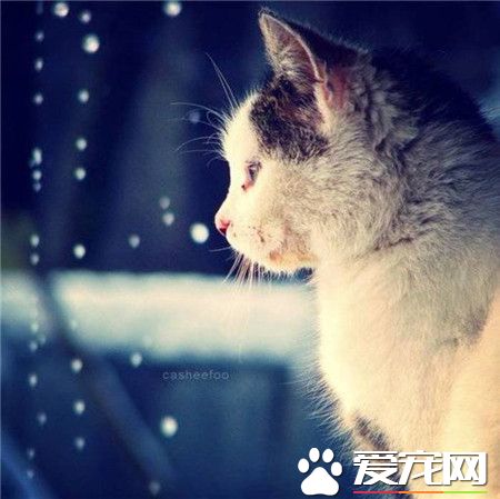 喵星人，完美的侧脸！