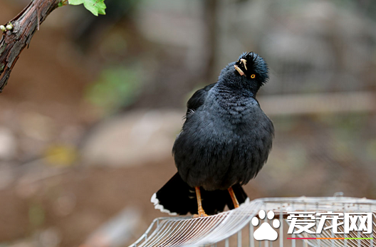 如何训练八哥鸟 掌握正确的方法至关重要