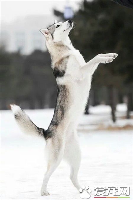 是时候挽回我大哈士奇的形象了！