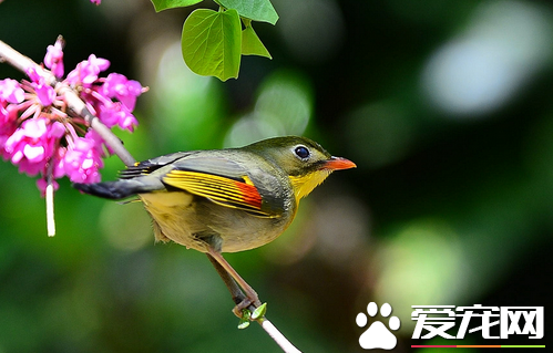 相思鸟有几种 有二种即银耳相思鸟和红嘴相思鸟