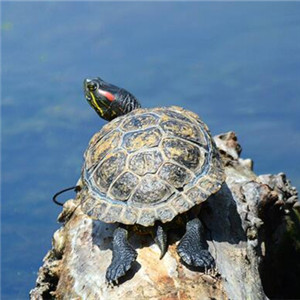 黄肚红耳龟图片