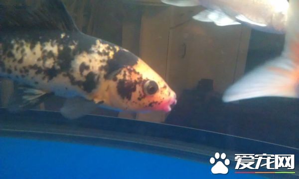 锦鲤鱼嘴红肿 可能是因为锦鲤撞缸造成的