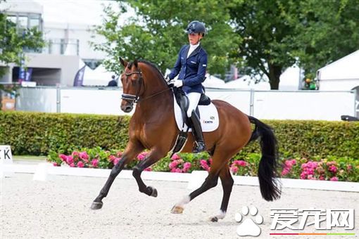 荷兰马术选手为了爱驹 忍痛放弃奥运比赛