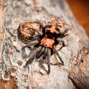 哥斯达黎加老虎尾图片