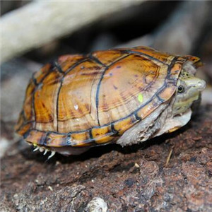 巨头麝香龟图片